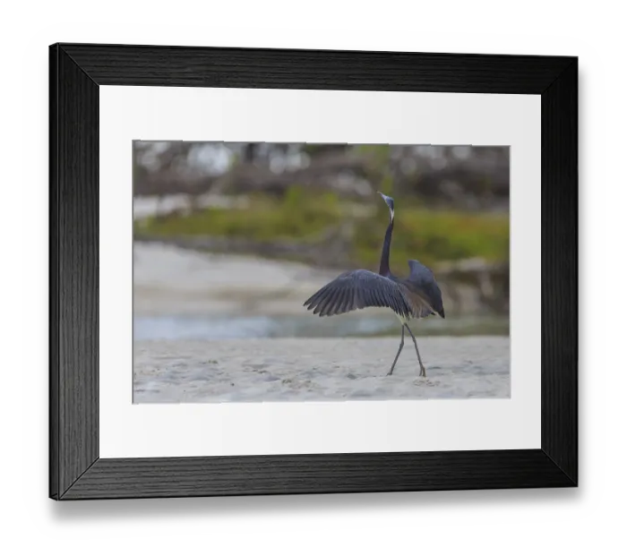 Framed Print : Tricolored heron (Egretta tricolor), Florida