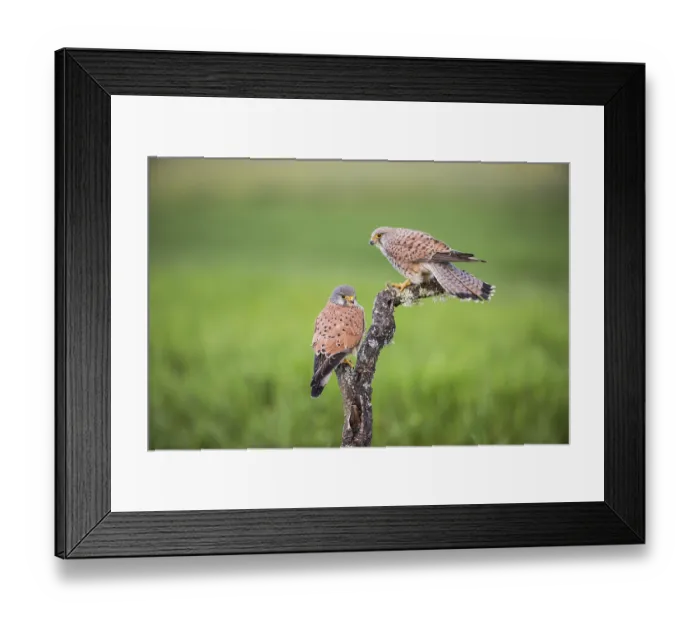Framed Print : Common kestrel (Falco tinnunculus) m, Spain Framed Print : Common kestrel (Falco tinnunculus) m, Spain
