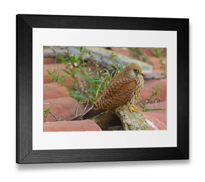 Framed Print : Lesser Kestrel (Falco naumanni), Andalusia, Spain Framed Print : Lesser Kestrel (Falco naumanni), Andalusia, Spain