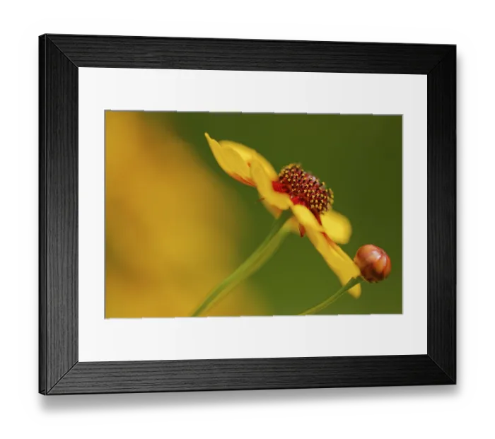 Framed Print : Large-flowered tickseed (Coreopsis grandiflora)