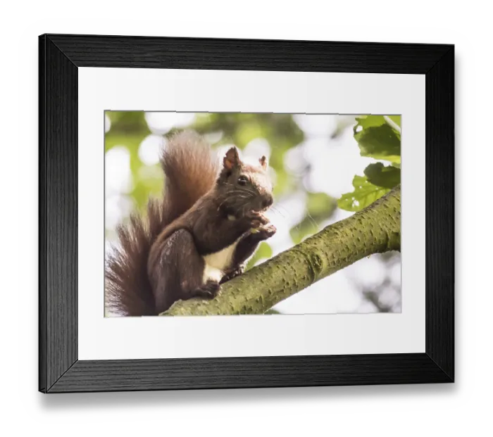 Framed Print : Dark squirrel (Sciurus vulgaris) on black alder (Alnus glutinosa)