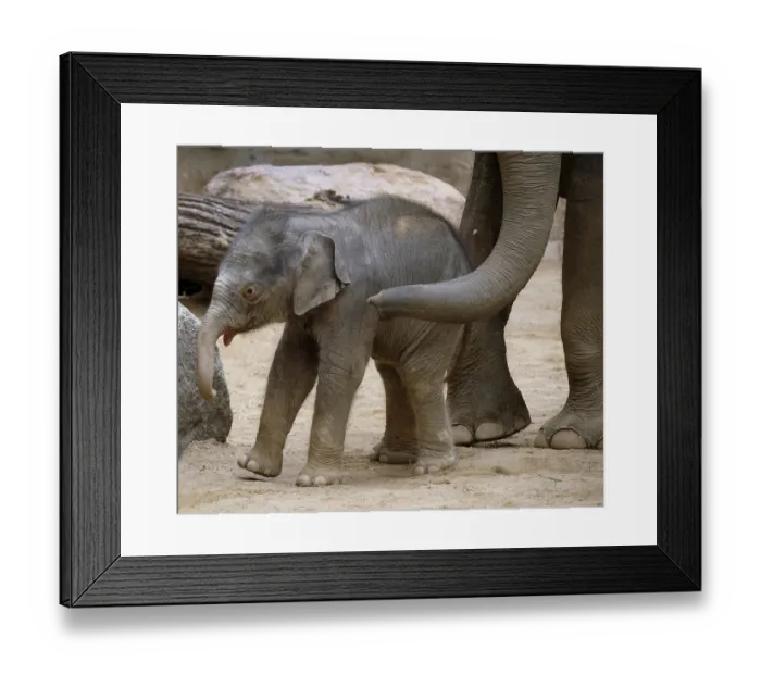 Framed Print : Asian elephant (Elephas maximus indicus) Framed Print : Asian elephant (Elephas maximus indicus)
