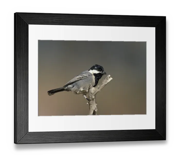 Framed Print : Ashy Tit (Parus cinerascens), Kgalagadi Transfrontier Park