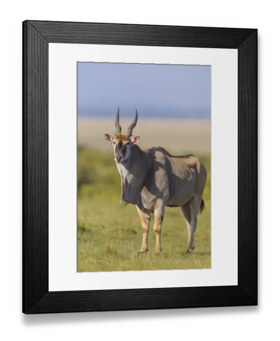 Framed Print : Common eland (Taurotragus oryx) in savanna
