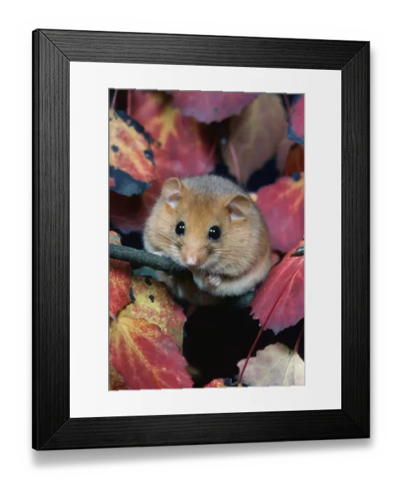 Framed Print : Hazel dormouse (Muscardinus avellanarius)