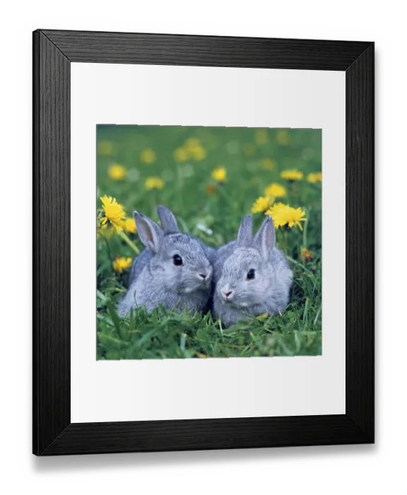 Framed Print : Domestic rabbits, kittens Framed Print : Domestic rabbits, kittens