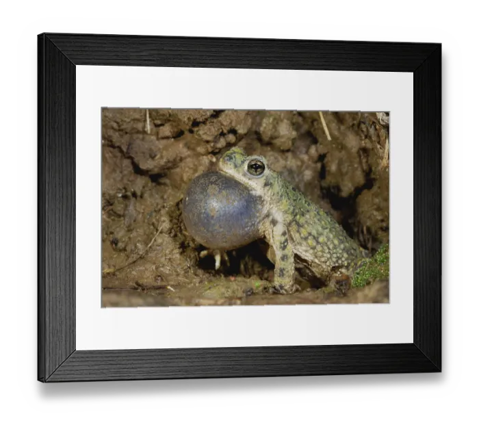 Framed Print : Western Green Toad (Bufo debilis insidior) Framed Print : Western Green Toad (Bufo debilis insidior)