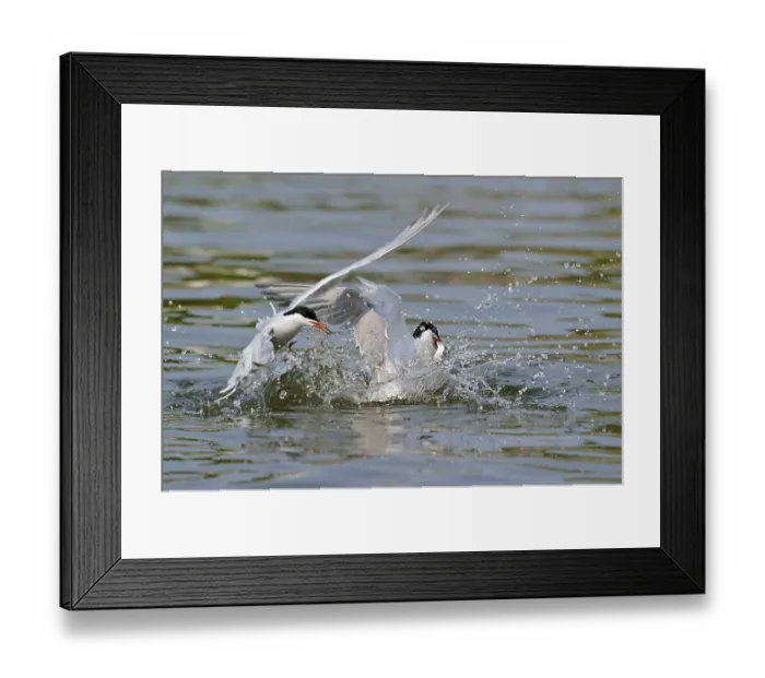 Framed Print : Common terns (Sterna hirundo)