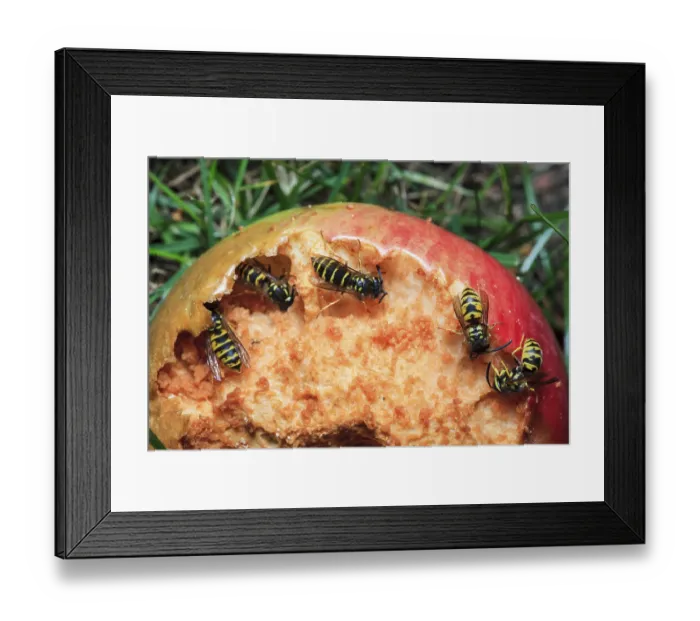 Framed Print : Common wasp (Vespula vulgaris) on apple, Germany Framed Print : Common wasp (Vespula vulgaris) on apple, Germany