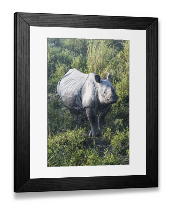 Framed Print : Indian rhinoceros (Rhinoceros unicornis) in elephant grass Framed Print : Indian rhinoceros (Rhinoceros unicornis) in elephant grass