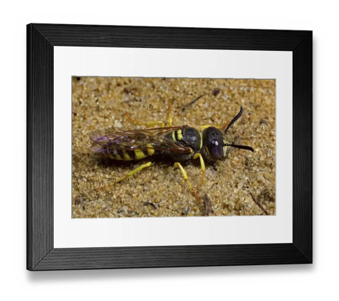 Framed Print : European beewolf (Philanthus triangulum), insects Framed Print : European beewolf (Philanthus triangulum), insects