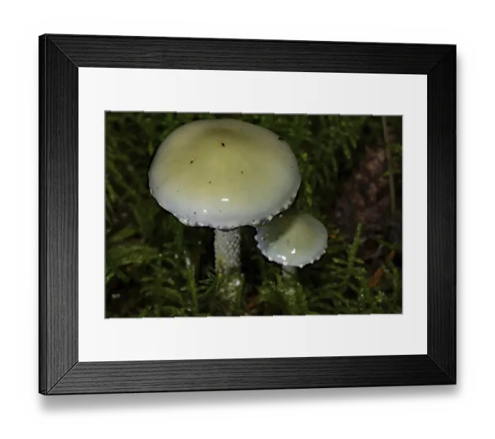 Framed Print : Blue roundhead (Stropharia caerulea)