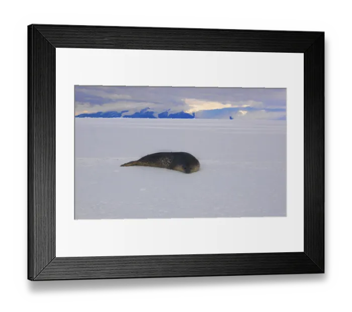 Framed Print : Weddell Seal (Leptonychotes weddellii) on the ice in McMurdo Sound Framed Print : Weddell Seal (Leptonychotes weddellii) on the ice in McMurdo Sound
