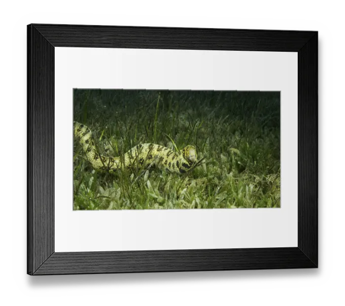 Framed Print : Close-up of Moray slowly swims in green seagrass Framed Print : Close-up of Moray slowly swims in green seagrass