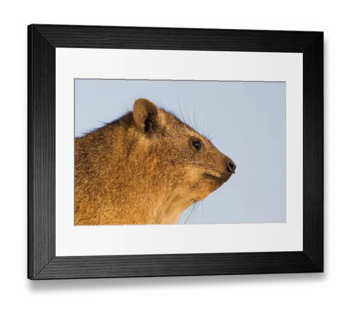 Framed Print : Rock dassie Augrabies Falls National Park