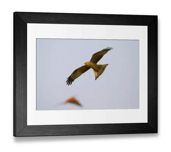 Framed Print : Black kite (Milvus migrans) is hunting a Carmin Bee-eater (Merops nubicoides)