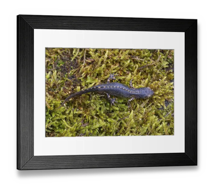 Framed Print : Alpine newt (Ichthyosaura alpestris)