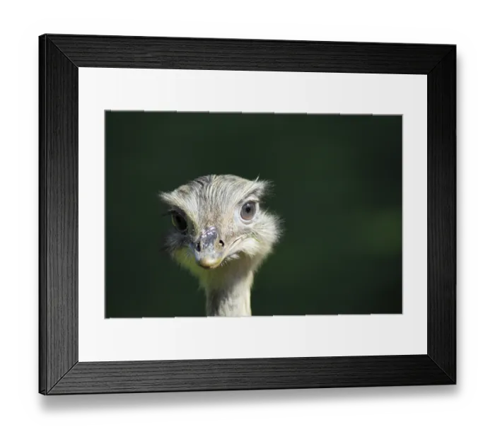 Framed Print : American Rhea (Rhea americana)
