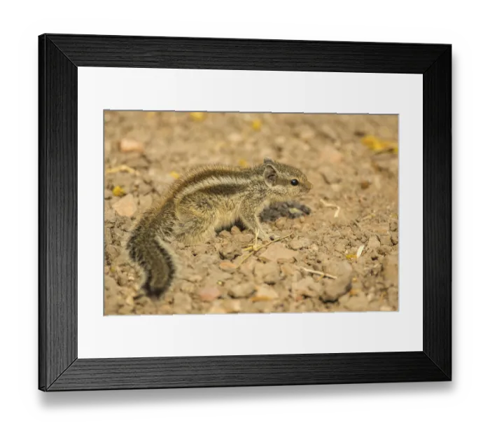 Framed Print : Chipmunk (Tamias), Keoladeo National Park