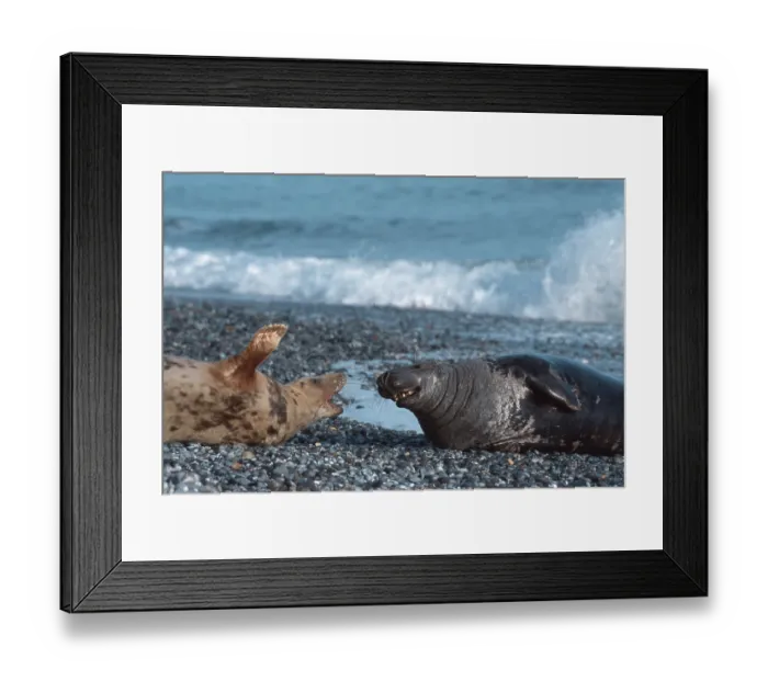 Framed Print : Grey Seals, pair, Helgoland, Schleswig-Holstein Framed Print : Grey Seals, pair, Helgoland, Schleswig-Holstein