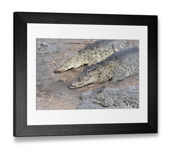Framed Print : Two crocodiles resting on dry ground with visible scales and strong bodies
