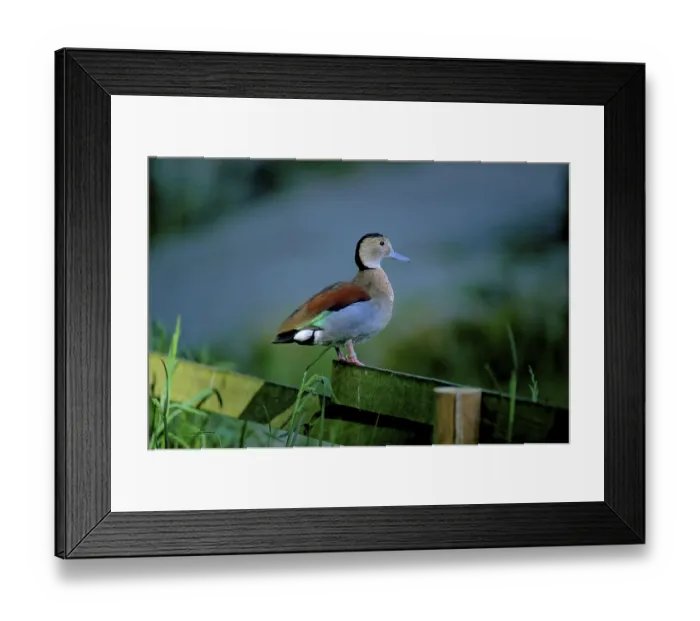 Framed Print : Ringed teal (Callonetta leucophrys) Framed Print : Ringed teal (Callonetta leucophrys)