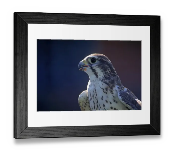 Framed Print : Prairie falcon (Falco mexicanus) Framed Print : Prairie falcon (Falco mexicanus)
