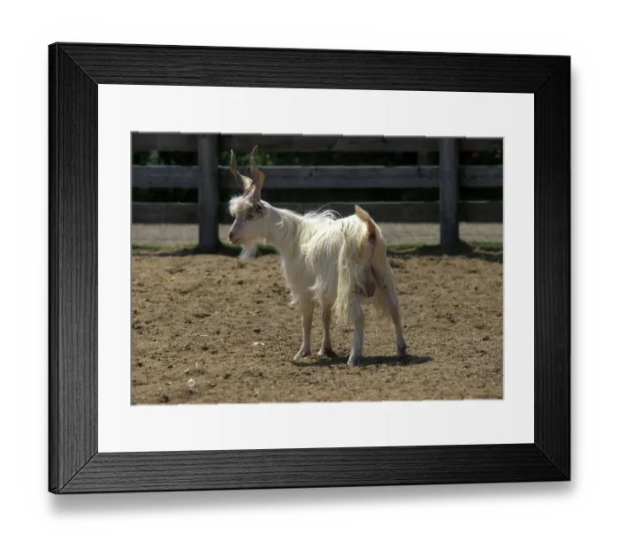 Framed Print : Girgentana goat, Girgentan goat