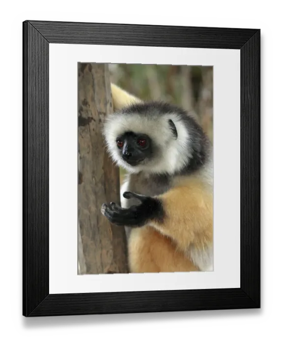 Framed Print : Diademed sifaka (Propithecus diadema) Diademed sifaka diadema Adult on tree on tree Perinet Madagascar Madagascar