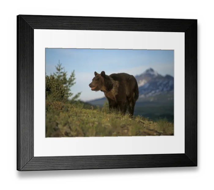 Framed Print : Grizzly bear (Ursus arctos horribilis)