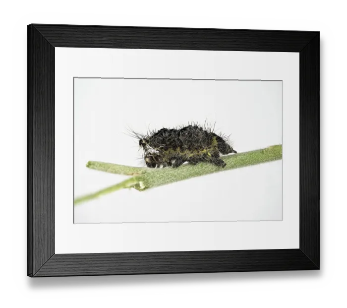 Framed Print : 9318212