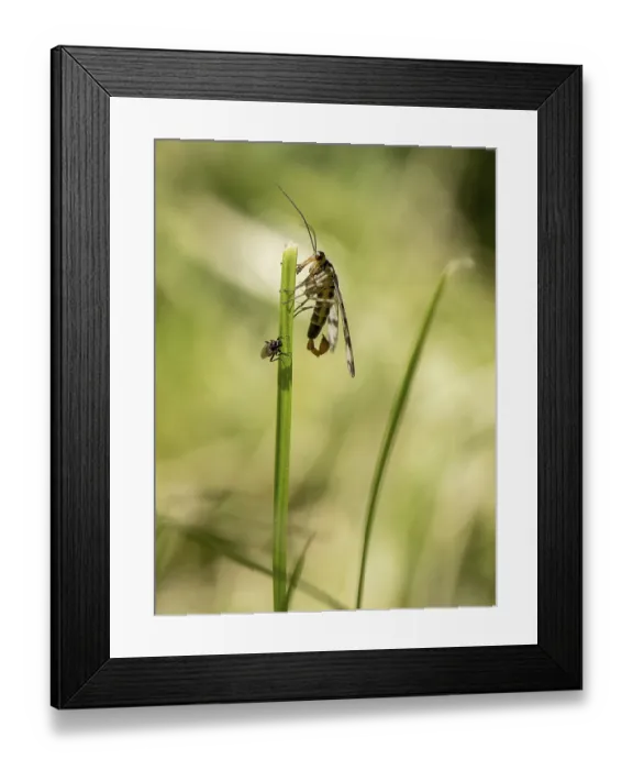 Framed Print : Common Scorpionfly (Panorpa communis)