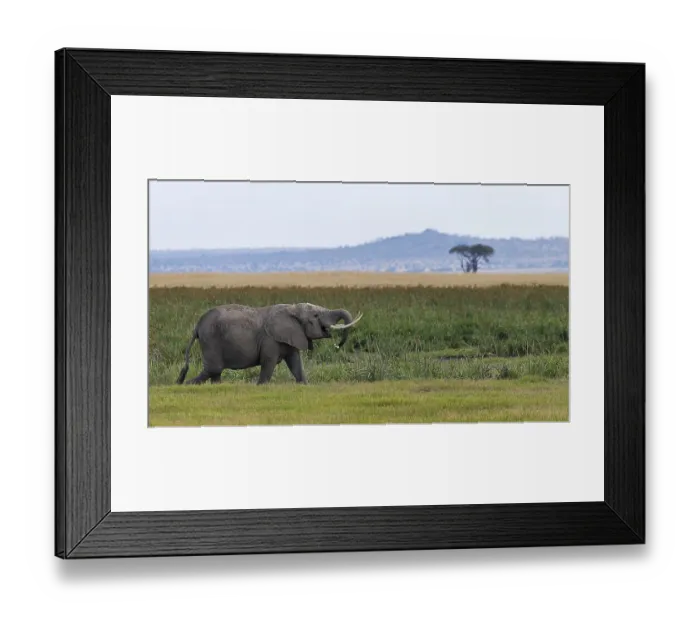 Framed Print : African elephant (Loxodonta africana) at the swamp