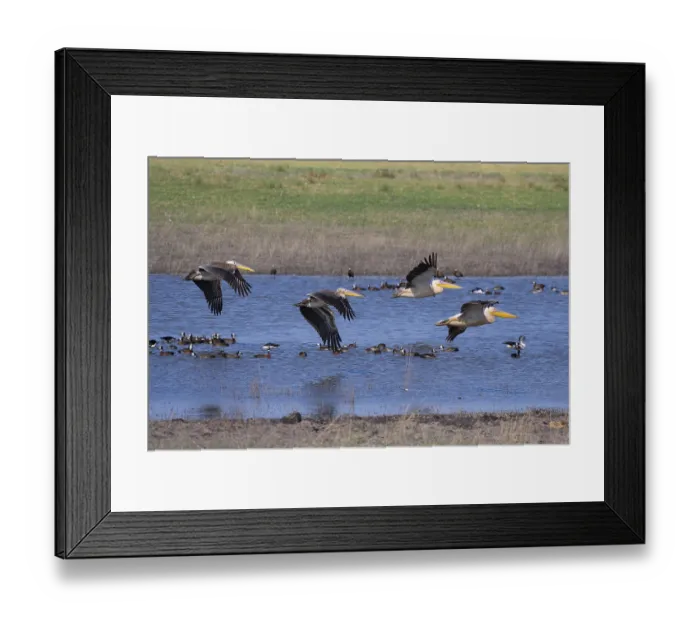 Framed Print : Great white pelican (Pelecanus onocrotalus) Framed Print : Great white pelican (Pelecanus onocrotalus)