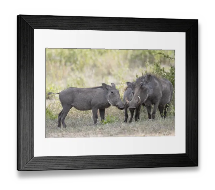 Framed Print : Common warthog (Phacochoerus africanus) Framed Print : Common warthog (Phacochoerus africanus)