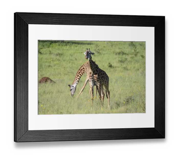Framed Print : Masai giraffe (Giraffa tippelskirchi)