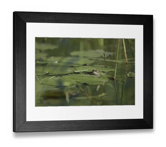 Framed Print : Marsh frog (Pelophylax ridibundus) Framed Print : Marsh frog (Pelophylax ridibundus)