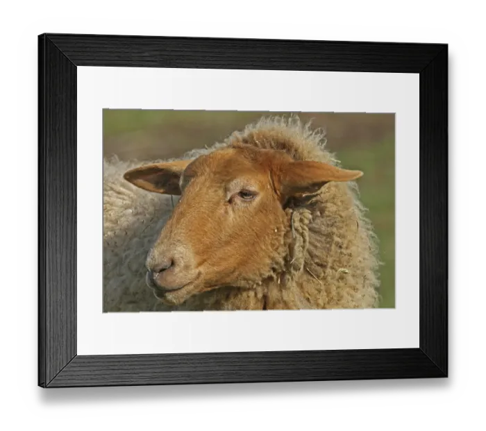 Framed Print : Domestic sheep Ovis gmelini aries