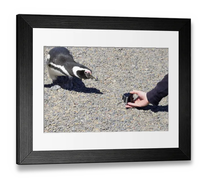 Framed Print : Tourist photographed curious Magellanic penguin (Spheniscus magellanicus)