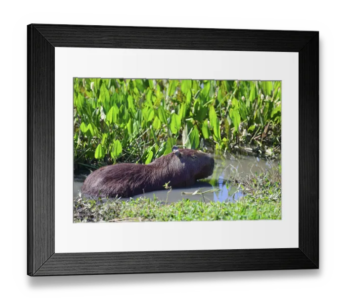 Framed Print : Drowsy capybara (Hydrochoerus hydrochaeris) lying in shallow water Framed Print : Drowsy capybara (Hydrochoerus hydrochaeris) lying in shallow water