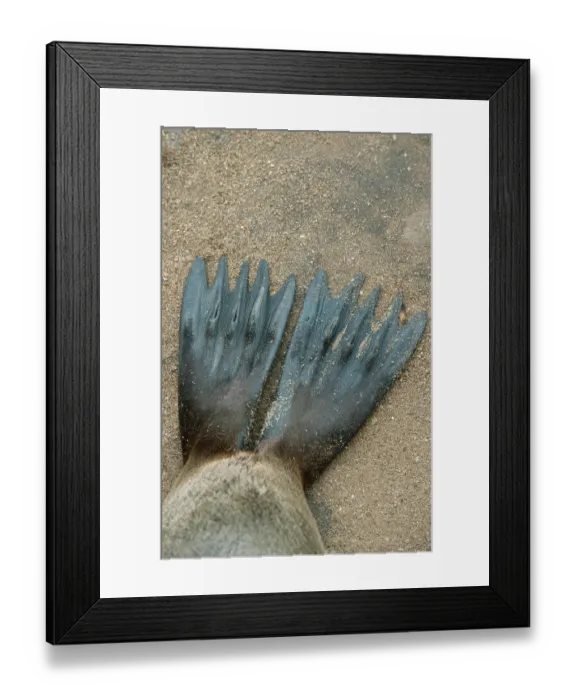 Framed Print : South African fur seal (Arctocephalus pusillus)