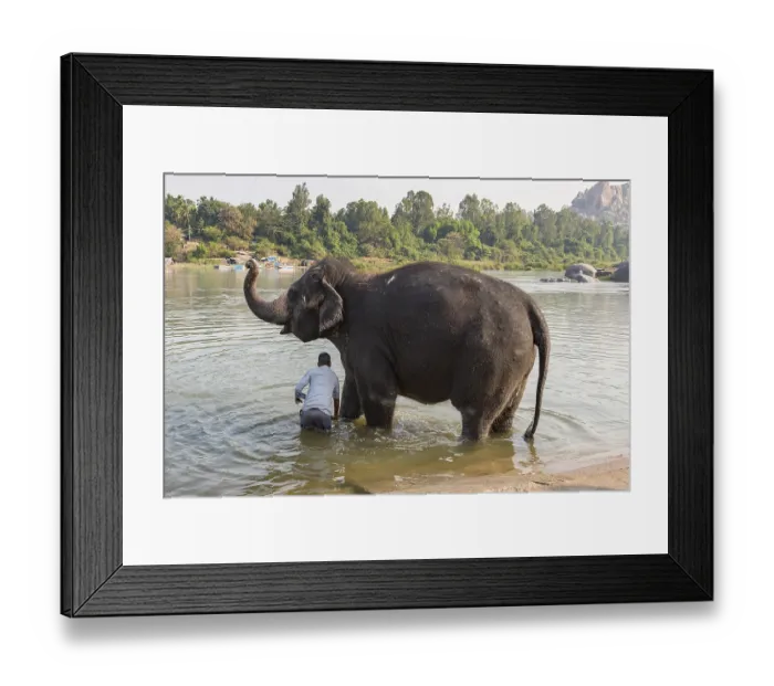 Framed Print : Hampi temple elephant is washed in the Tungabhadra River