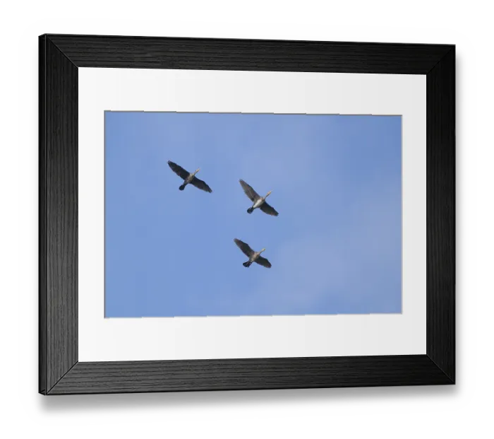 Framed Print : Cormorants (Phalacrocoracidae) in flight Framed Print : Cormorants (Phalacrocoracidae) in flight