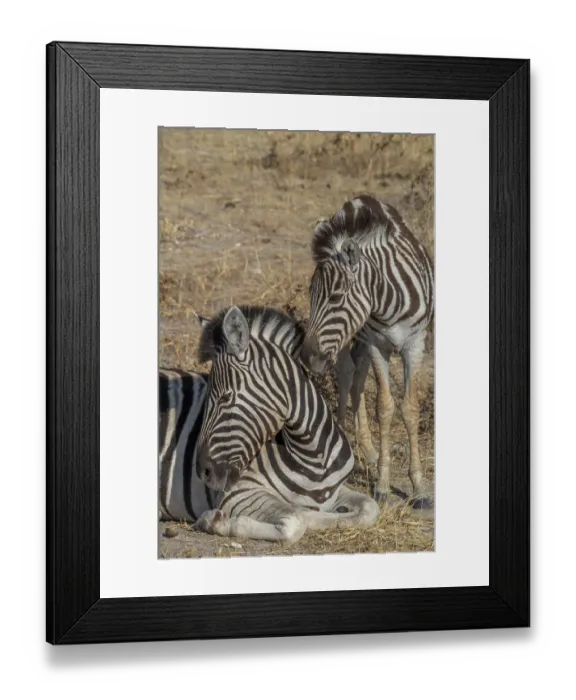Framed Print : Steppe zebras in Etosha National Park