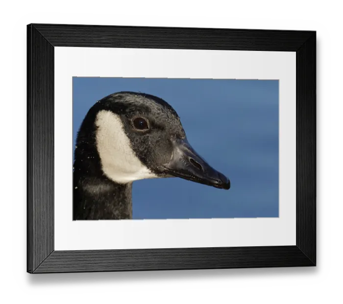 Framed Print : Canada goose