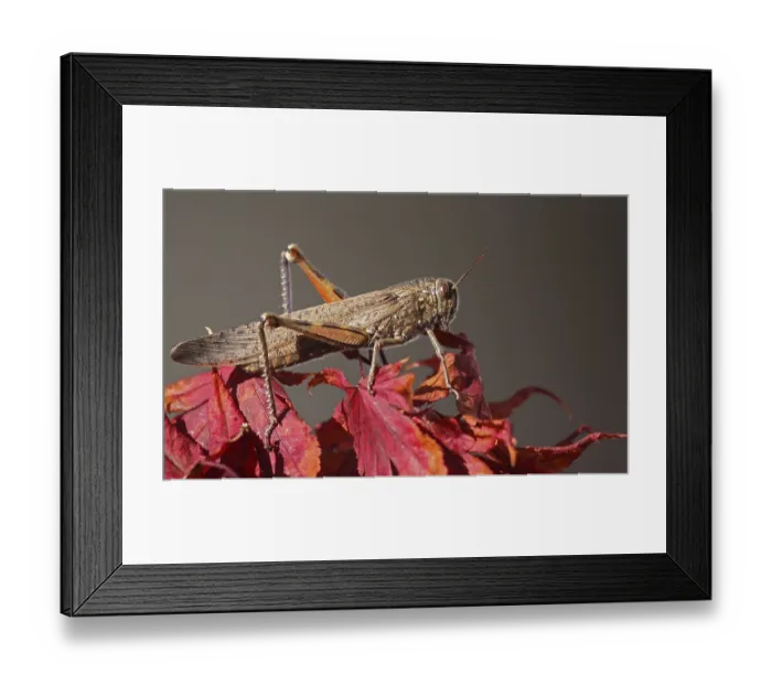 Framed Print : Migratory locust