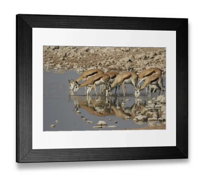 Framed Print : Springboks (Antidorcas marsupialis) at the waterhole in the Etosha National Park
