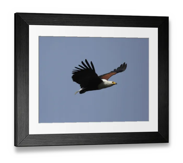 Framed Print : African fish eagle (Haliaeetus vocifer) in the Okavango Delta
