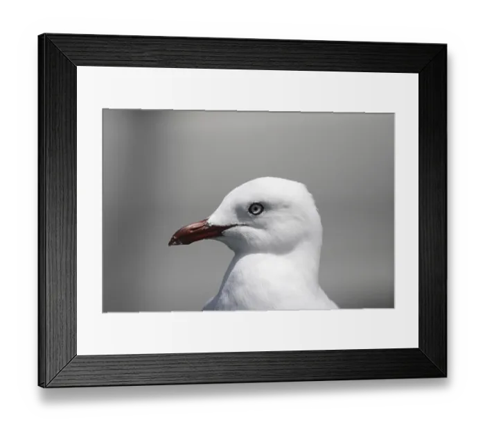 Framed Print : Portrait of a Silver Gull (Larus novaehollandiae) in Australia