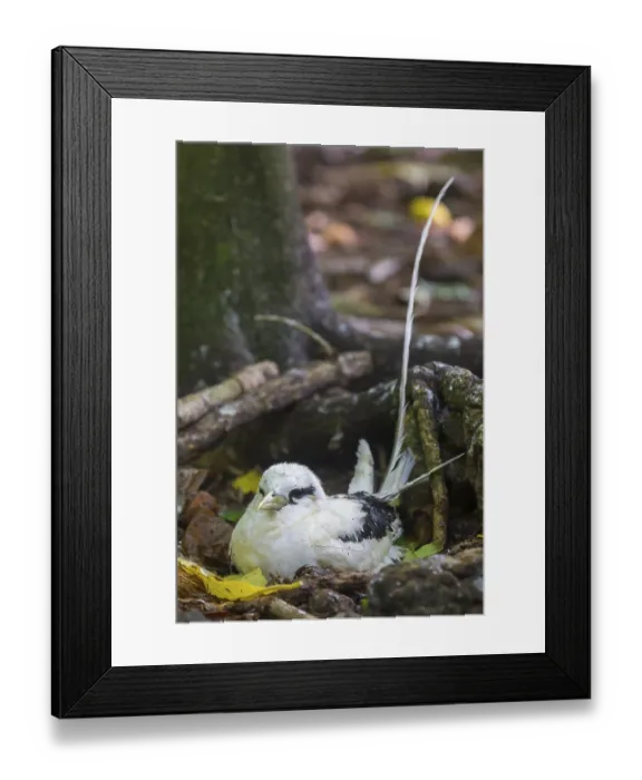 Framed Print : White-tailed Tropicbird (Phaethon lepturus) breeds on the ground on Cousin Framed Print : White-tailed Tropicbird (Phaethon lepturus) breeds on the ground on Cousin